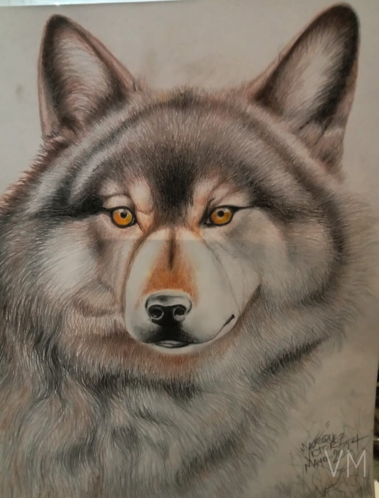Retrato frontal de un lobo con mirada intensa y pelaje detallado en colores naturales.